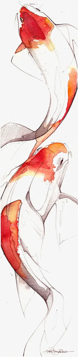 鲤鱼免抠 鲤鱼免抠