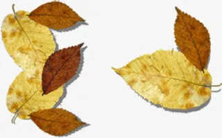 教师节秋天落叶海报免抠