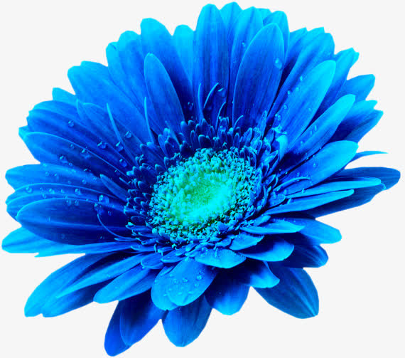 美丽的蓝色鲜花免抠