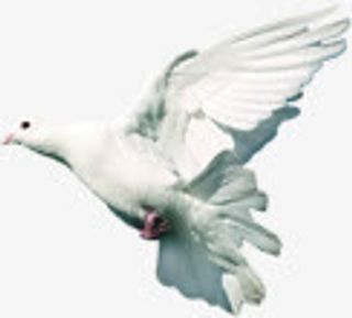 展翅飞翔的鸽子背景素材