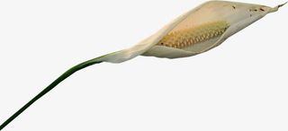 一支白色马蹄莲花朵免抠