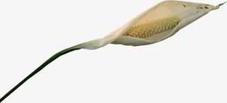 一支白色马蹄莲花朵免抠