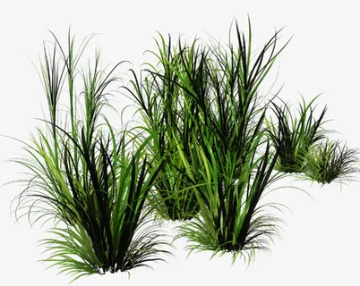 绿色草丛免抠 绿色草丛免抠