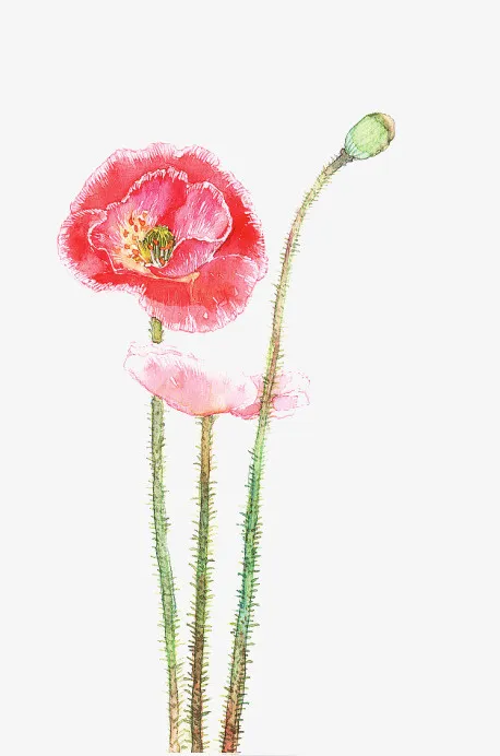 春天花朵素材4免抠