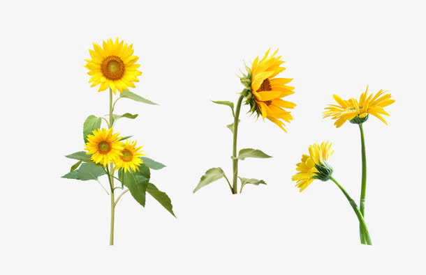 向日葵开在不同方向免抠