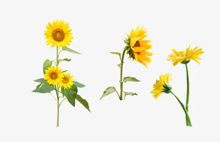 向日葵开在不同方向免抠