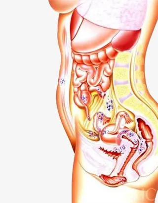 女性私密部位内部结构图免抠