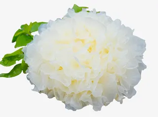 银耳雪耳（透明）免抠