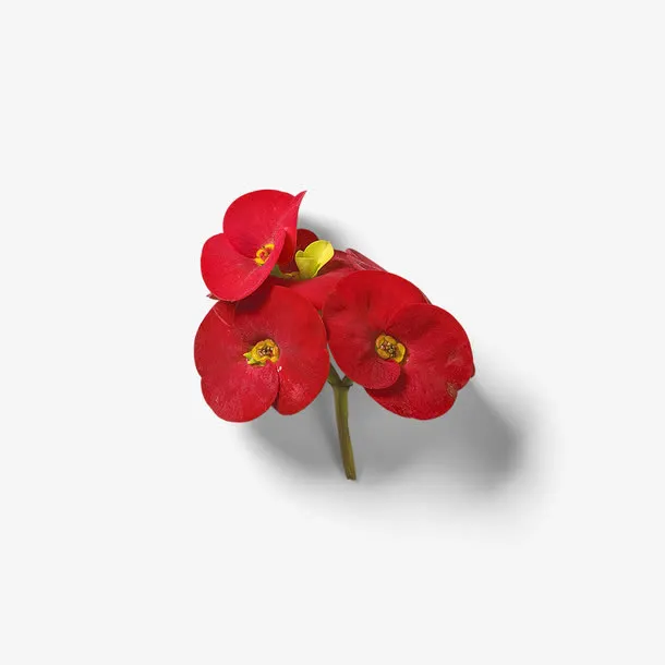 红色杜鹃花免抠