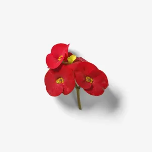 红色杜鹃花免抠