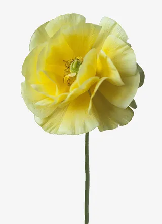 一支黄色渐变洋牡丹免抠