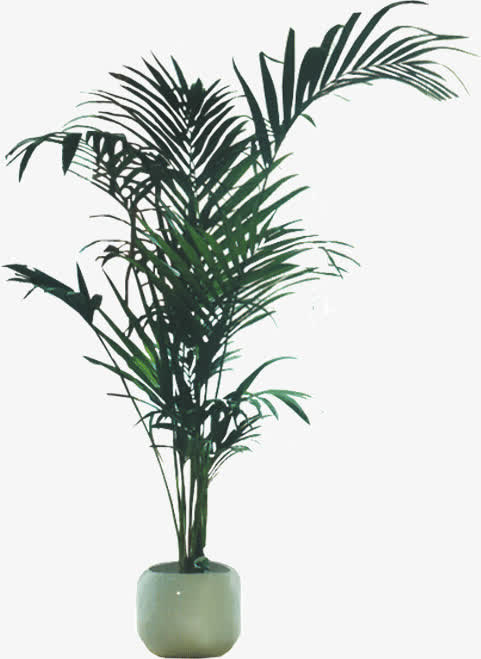 室内发财树免抠