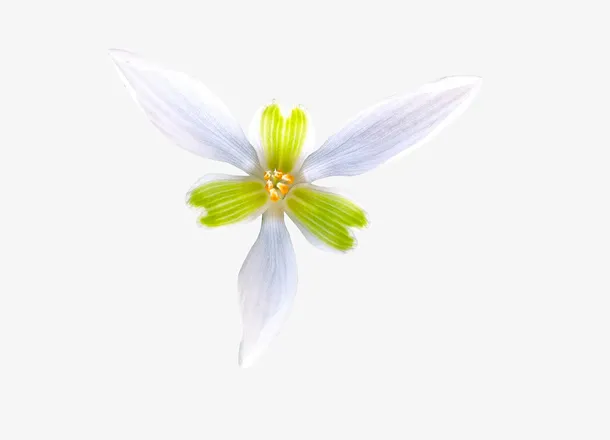 花朵，白色，纯洁，春天免抠