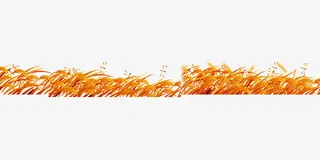 金黄色秋天麦田免抠