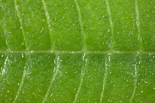 水滴下的树叶纹理免抠