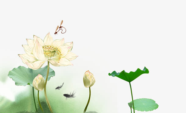 荷花免抠