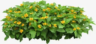 藿香菊鲜花免抠