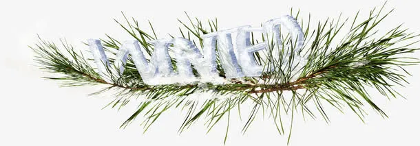 白雪覆盖的松枝免抠