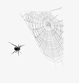 万圣节蜘蛛与蜘蛛网免抠