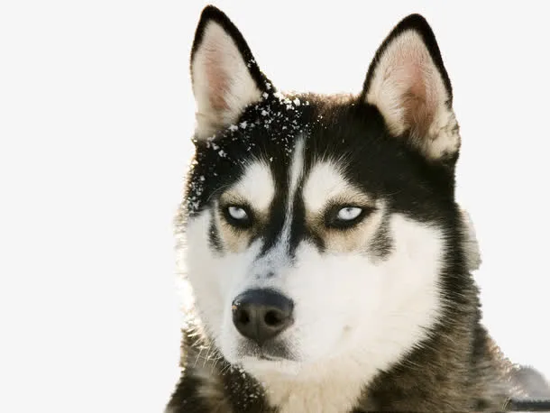 头顶雪花的狗狗免抠