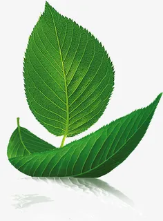 青绿的茶叶免抠 青绿的茶叶免抠