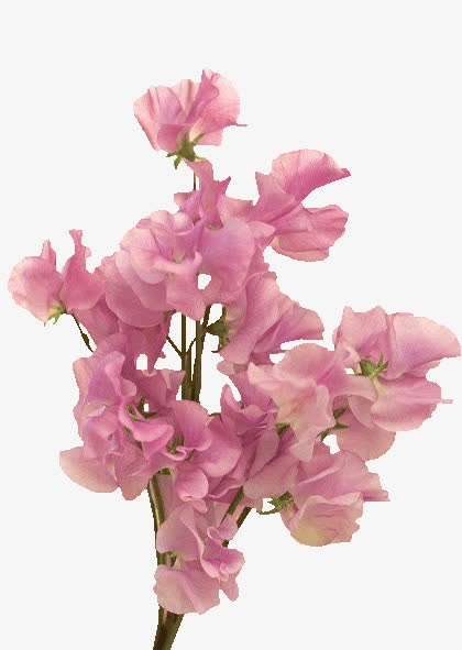 粉色花朵精美png素材花韵免抠