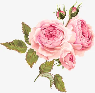 盛开的月季花免抠