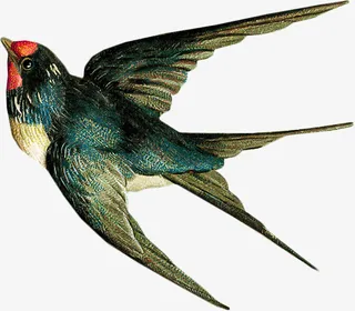 燕子飞燕春天写实手绘免抠