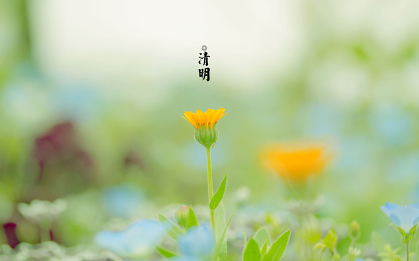 春天 四月 清明节 青团 海报 背景 7免抠背景其他元素