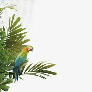 鸟，绿叶，纱帘，装饰-1免抠