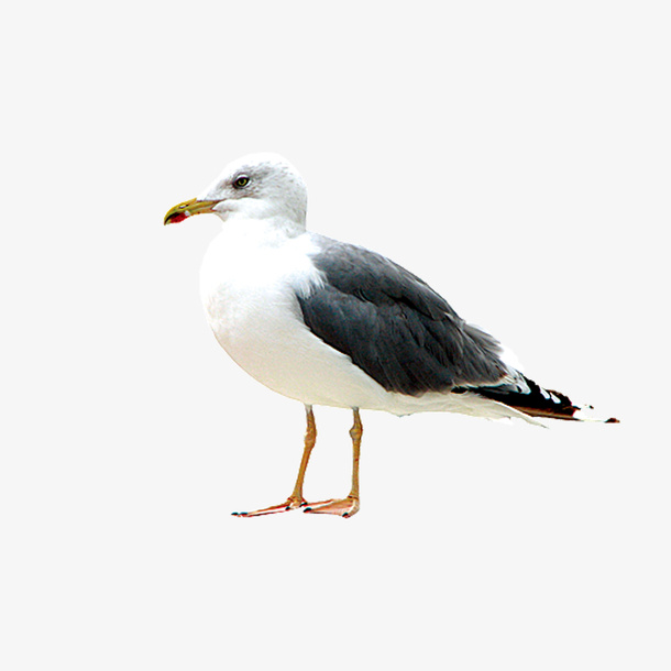 小鸟元素免抠