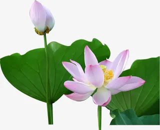 紫色荷花荷叶清新免抠