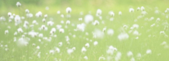 梦幻花卉背景高清