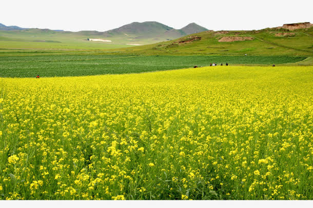 油菜花海免抠