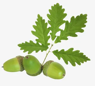 带橡树叶子的橡树果免抠