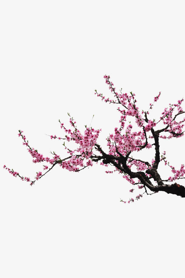 杏花花瓣免抠