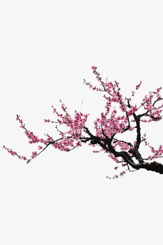 杏花花瓣免抠