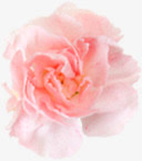 粉色水彩淡雅花朵康乃馨免抠