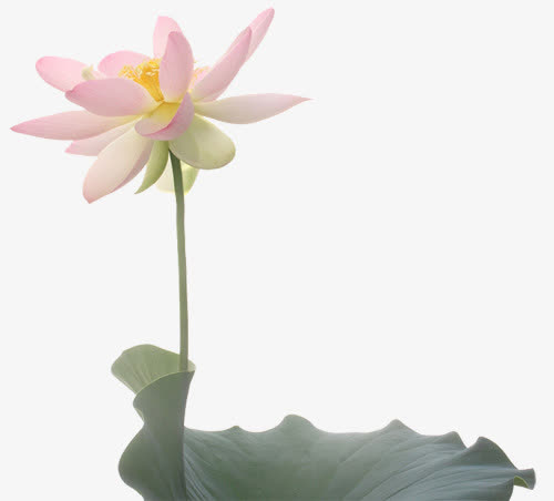 水彩花卉装饰图标免抠