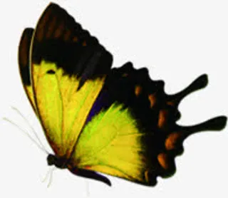 夏日海报黄色蝴蝶卡通效果免抠