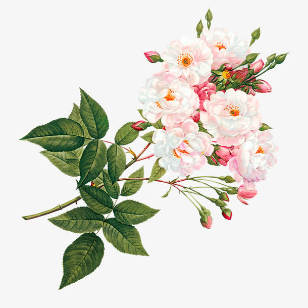 粉白色花朵免抠