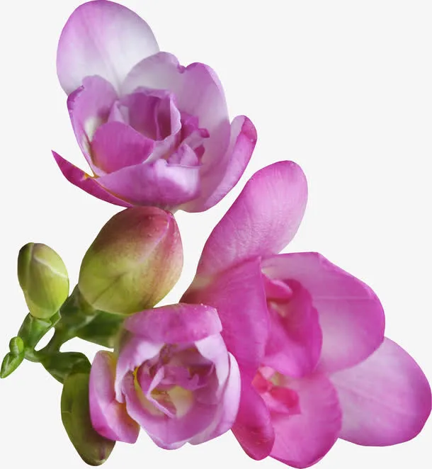 紫色花朵免抠