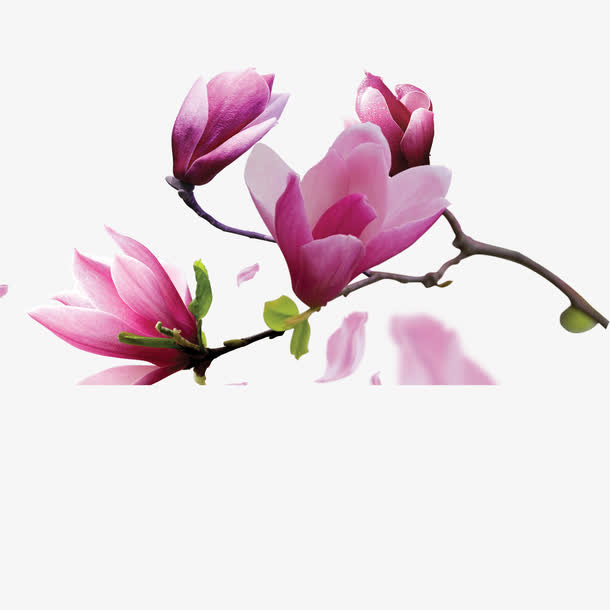 玉兰花枝免抠