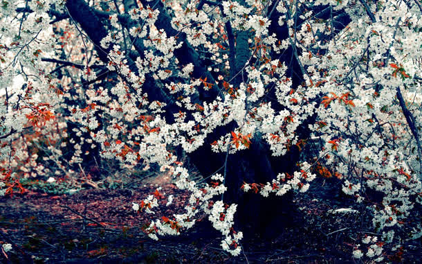 日本东京唯美樱花春天花朵风景免抠