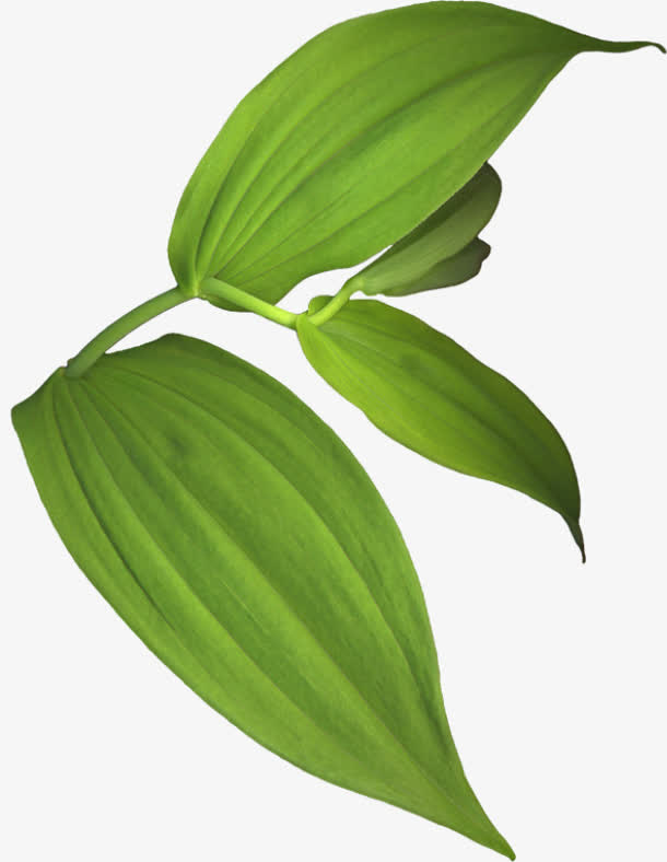 手绘花草素材绿植花卉免抠