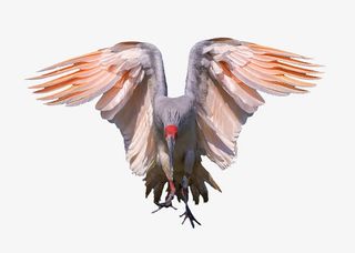 展翅的朱鹮免抠