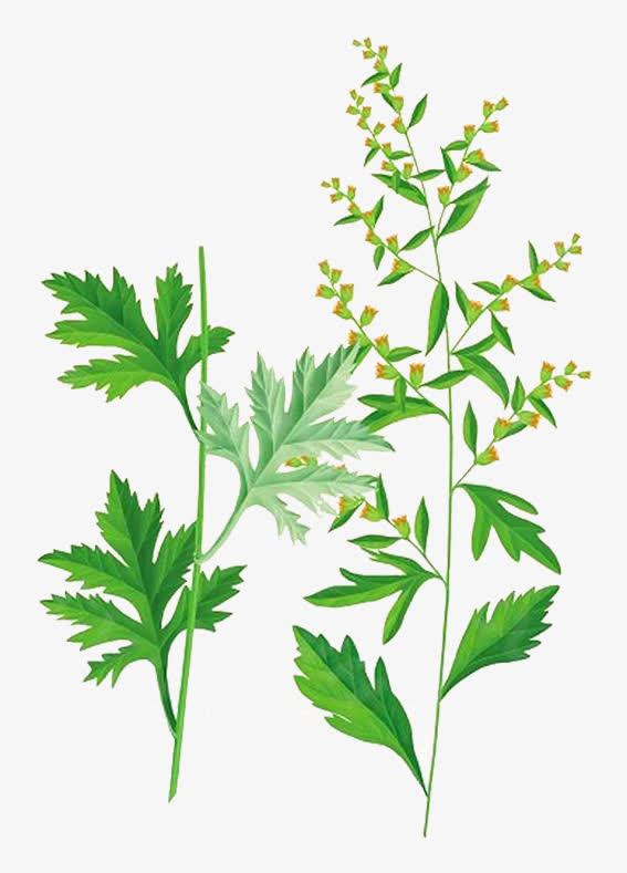 艾叶草彩色素描免抠