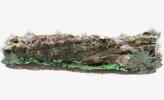 砍伐树木木头桩子免抠