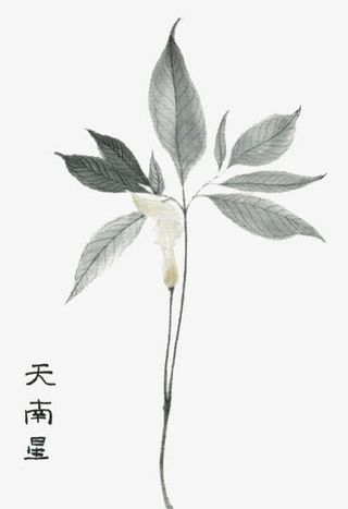 手绘中医中药素材免抠