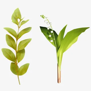 绿叶 花骨朵png素材免抠